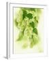 Hop Cones-Petr Gross-Framed Photographic Print