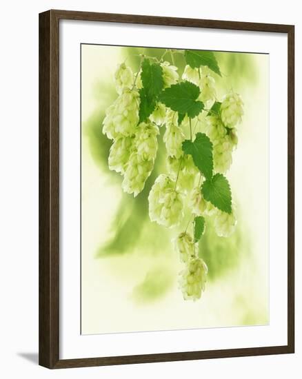 Hop Cones-Petr Gross-Framed Photographic Print