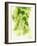 Hop Cones-Petr Gross-Framed Photographic Print