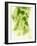 Hop Cones-Petr Gross-Framed Photographic Print