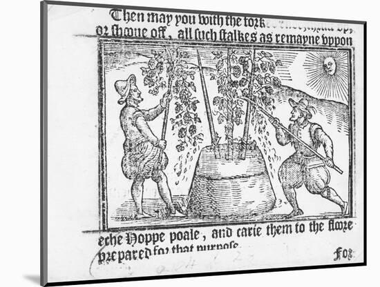 Hop Cultivation, from 'Vade Mecum, a Perfite Platform of a Hoppe Garden' by Reynolde Scot, 1576-English-Mounted Premium Giclee Print