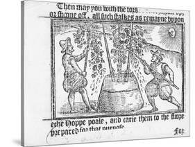 Hop Cultivation, from 'Vade Mecum, a Perfite Platform of a Hoppe Garden' by Reynolde Scot, 1576-English-Stretched Canvas