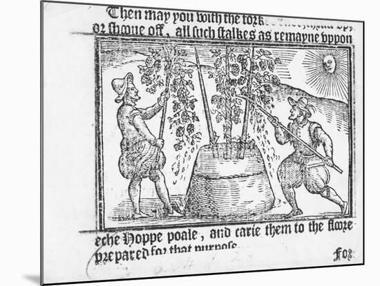 Hop Cultivation, from 'Vade Mecum, a Perfite Platform of a Hoppe Garden' by Reynolde Scot, 1576-English-Mounted Giclee Print