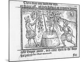 Hop Cultivation, from 'Vade Mecum, a Perfite Platform of a Hoppe Garden' by Reynolde Scot, 1576-English-Mounted Giclee Print