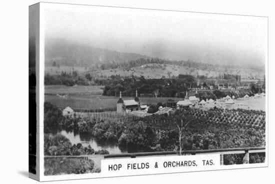 Hop Fields and Orchards, Tasmania, Australia, 1928-null-Stretched Canvas