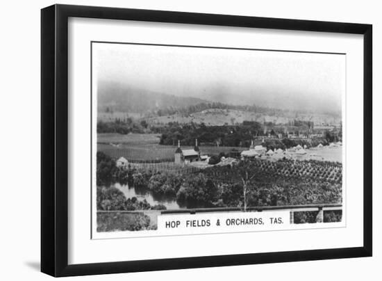 Hop Fields and Orchards, Tasmania, Australia, 1928-null-Framed Giclee Print