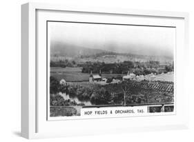 Hop Fields and Orchards, Tasmania, Australia, 1928-null-Framed Giclee Print