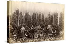 Hop Fields Near Olympia (ca. 1889)-null-Stretched Canvas