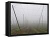 Hop Garden in the Hallertau, Autumn, Fog-Harald Kroiss-Framed Stretched Canvas