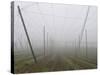 Hop Garden in the Hallertau, Autumn, Fog-Harald Kroiss-Stretched Canvas