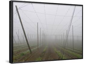 Hop Garden in the Hallertau, Autumn, Fog-Harald Kroiss-Framed Photographic Print