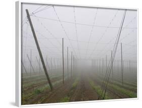 Hop Garden in the Hallertau, Autumn, Fog-Harald Kroiss-Framed Photographic Print