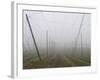 Hop Garden in the Hallertau, Autumn, Fog-Harald Kroiss-Framed Photographic Print