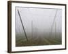 Hop Garden in the Hallertau, Autumn, Fog-Harald Kroiss-Framed Photographic Print