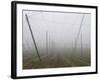 Hop Garden in the Hallertau, Autumn, Fog-Harald Kroiss-Framed Photographic Print