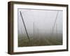 Hop Garden in the Hallertau, Autumn, Fog-Harald Kroiss-Framed Premium Photographic Print