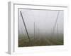 Hop Garden in the Hallertau, Autumn, Fog-Harald Kroiss-Framed Premium Photographic Print