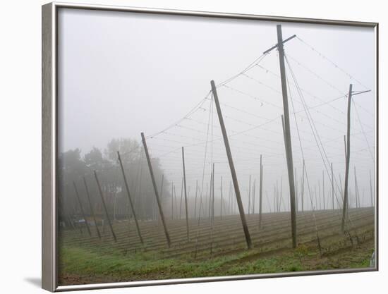 Hop Garden in the Hallertau, Autumn, Fog-Harald Kroiss-Framed Photographic Print