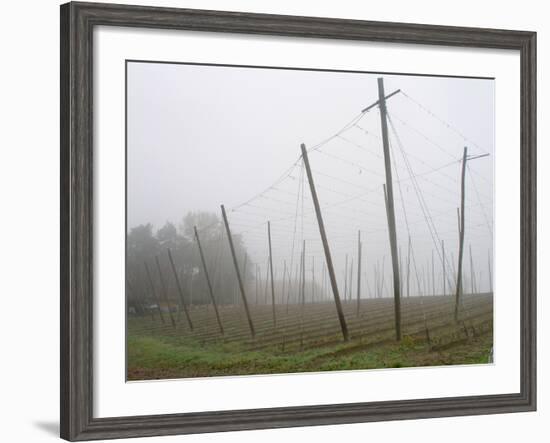 Hop Garden in the Hallertau, Autumn, Fog-Harald Kroiss-Framed Photographic Print