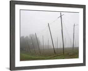 Hop Garden in the Hallertau, Autumn, Fog-Harald Kroiss-Framed Photographic Print