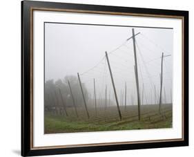 Hop Garden in the Hallertau, Autumn, Fog-Harald Kroiss-Framed Photographic Print