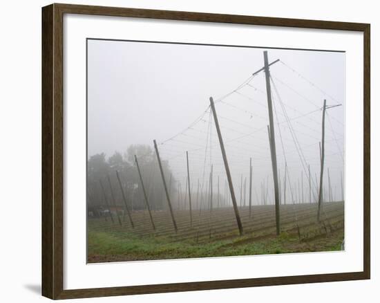 Hop Garden in the Hallertau, Autumn, Fog-Harald Kroiss-Framed Photographic Print