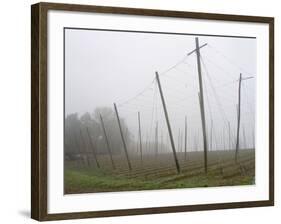 Hop Garden in the Hallertau, Autumn, Fog-Harald Kroiss-Framed Photographic Print