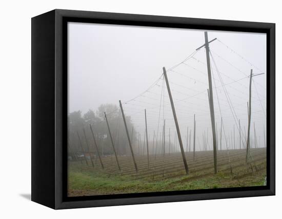 Hop Garden in the Hallertau, Autumn, Fog-Harald Kroiss-Framed Stretched Canvas