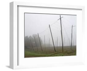 Hop Garden in the Hallertau, Autumn, Fog-Harald Kroiss-Framed Photographic Print