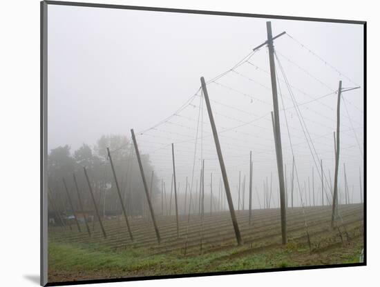 Hop Garden in the Hallertau, Autumn, Fog-Harald Kroiss-Mounted Photographic Print