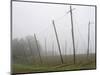 Hop Garden in the Hallertau, Autumn, Fog-Harald Kroiss-Mounted Photographic Print