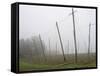 Hop Garden in the Hallertau, Autumn, Fog-Harald Kroiss-Framed Stretched Canvas