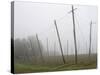 Hop Garden in the Hallertau, Autumn, Fog-Harald Kroiss-Stretched Canvas