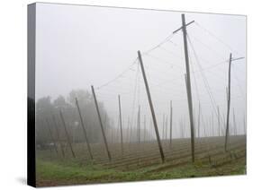 Hop Garden in the Hallertau, Autumn, Fog-Harald Kroiss-Stretched Canvas