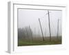 Hop Garden in the Hallertau, Autumn, Fog-Harald Kroiss-Framed Photographic Print