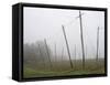 Hop Garden in the Hallertau, Autumn, Fog-Harald Kroiss-Framed Stretched Canvas