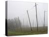 Hop Garden in the Hallertau, Autumn, Fog-Harald Kroiss-Stretched Canvas