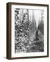 Hop-Growing in Alsace, c.1900-French Photographer-Framed Photographic Print