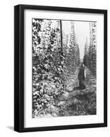 Hop-Growing in Alsace, c.1900-French Photographer-Framed Photographic Print