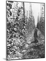 Hop-Growing in Alsace, c.1900-French Photographer-Mounted Photographic Print