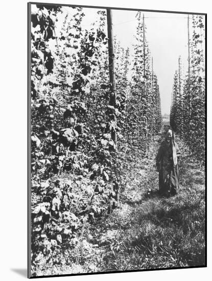 Hop-Growing in Alsace, c.1900-French Photographer-Mounted Photographic Print