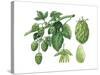 Hop ((Humulus Lupulus)-Giglioli E.-Stretched Canvas