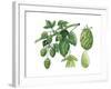 Hop ((Humulus Lupulus)-Giglioli E.-Framed Giclee Print