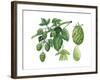 Hop ((Humulus Lupulus)-Giglioli E.-Framed Giclee Print