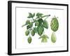 Hop ((Humulus Lupulus)-Giglioli E.-Framed Giclee Print