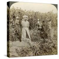 Hop Picking, Eugene, Oregon, Usa-Underwood & Underwood-Stretched Canvas