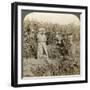 Hop Picking, Eugene, Oregon, Usa-Underwood & Underwood-Framed Photographic Print