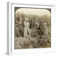 Hop Picking, Eugene, Oregon, Usa-Underwood & Underwood-Framed Photographic Print