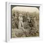 Hop Picking, Eugene, Oregon, Usa-Underwood & Underwood-Framed Photographic Print