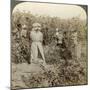 Hop Picking, Eugene, Oregon, Usa-Underwood & Underwood-Mounted Photographic Print